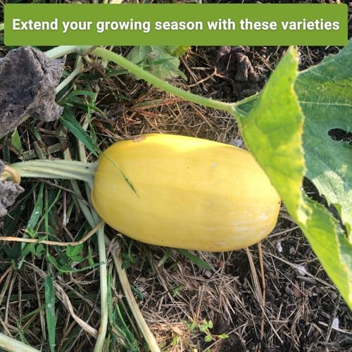 Sow Right Seeds - Winter Squash Seed Collection for Planting - Image 5
