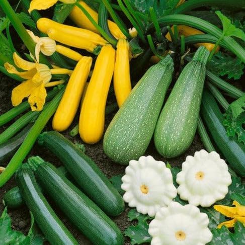 5 Species Summer Squash Mix Seeds - 120+ Count - for 2026 Planting Heirloom Yellow Squash, Grey, Golden, Black Beauty Zucchini, White Patty Pan Vegetable Grow Your Own Home Farm Patio by TomorrowSeeds