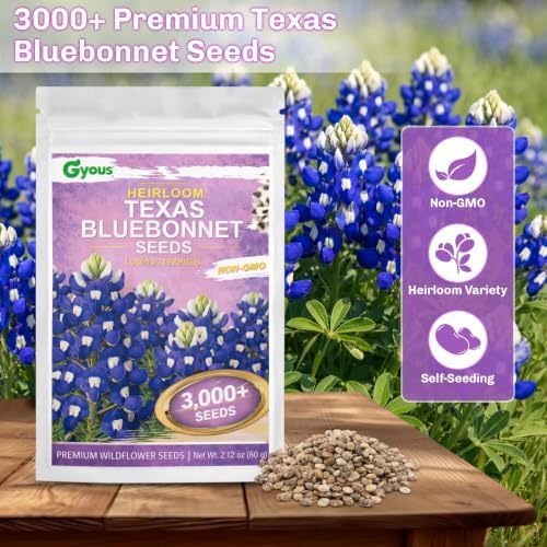 Texas Bluebonnet Seeds 3000+ to Plant - Lupinus texensis with Full Growing Guide - Iconic Annual Blue Wildflower - Drought Tolerant for Meadows & Gardens - Fall Planting for Spring Blooms - Image 4
