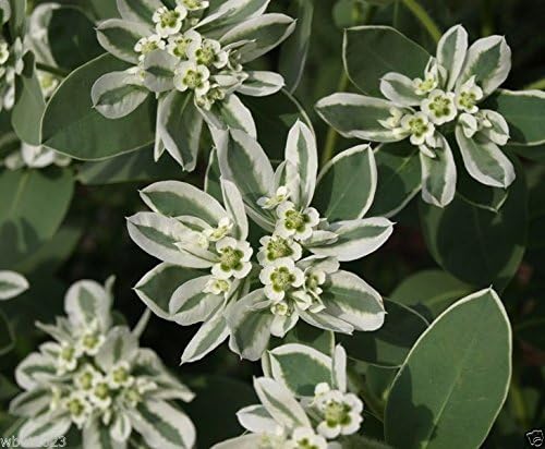 SNOW ON THE MOUNTAIN Flowers Seeds,Euphorbia Marginata,Drought resistant !(10 Seeds) by Unknown