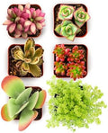 Shop Succulents Endless Summer Succulent Pack Collection - Live Mini Succulent Plants, Low Maintenance, Colors & Textures - Wedding and Party Favors, Gift & Garden, Pack of 6 by ShopSucculents