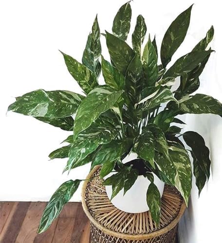 American Plant Exchange Peace Lily 'Domino' Variegated– 6-Inch with Pot Cover, 1-2 Ft Tall, Live Indoor Flowering Houseplant, Easy Care, Low Light, Housewarming, Sympathy, or Party Gift - Image 5