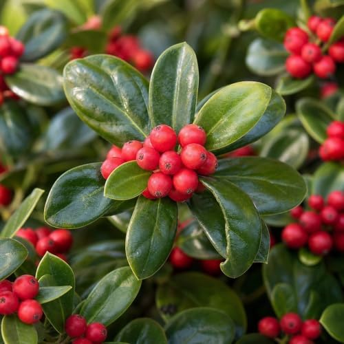 Burdi Holly | 2 Extra Large Trade 3 Gallon Plants | Ilex Cornuta | Fast Growing Evergreen Shrubs, Privacy Hedge Plants, Dark Green Foliage, Low Maintenance Landscaping, Ideal Hedges and Borders - Image 3