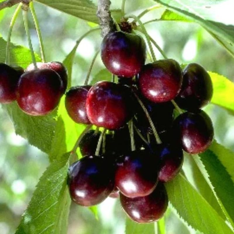 2 Black Cherry Trees Live Plants, Tropical Fruit Tree, 1-1.5 Ft Tall - Image 3