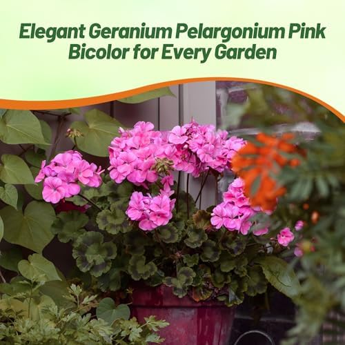 Outsidepride Pink Bicolor Geranium Seeds for Planting - 25 Pcs Annual, Heat & Drought Tolerant Flower Seeds with Green Foliage & Pink Blooms for Pots, Borders & Lush Summer Garden Displays - Image 6