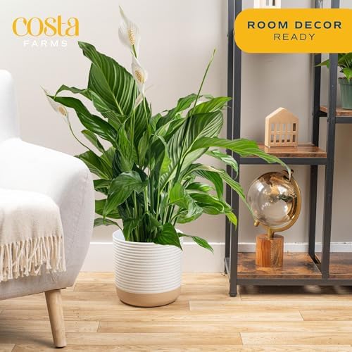 Costa Farms Spathiphyllum Peace Lily Live Indoor Plant, 3-Foot - Image 2
