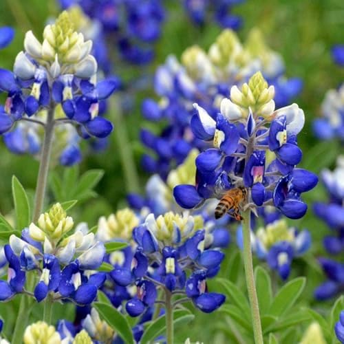1100+ Texas Bluebonnet Seeds for Planting - Annual Lupinus Texensis, Heirloom Drought-Tolerant Wildflower Seeds Attracts Pollinators - Image 2