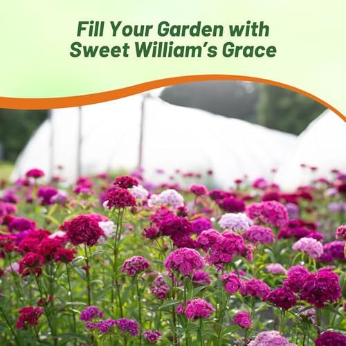 Outsidepride Sweet William Dianthus Seeds - 5000 Pcs. Perennial, Winter Hardy Wildflower Seeds w/Fragrant & Vibrant Blooms, Ideal for Pollinator Gardens, Cut Flowers & Colorful Landscaping (Pack of 2) - Image 7