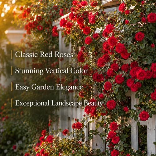 2 Red Climbing Roses Live Plants 3-6" Tall, Medium Pot, Fragrant Climbing Rose Bush, Fast Growing, Spectacular Double Blooms for Backyard Fences and Walls - Image 3