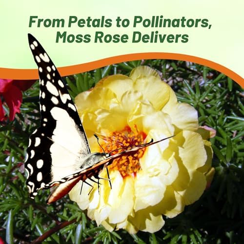 Outsidepride Yellow Moss Rose Seeds - 10000 Pcs Annual, Drought & Heat Tolerant, Pollinator Friendly Ground Cover Seeds for Planting w/Vibrant Blooms & Succulent Foliage, Ideal for Xeriscaping - Image 4