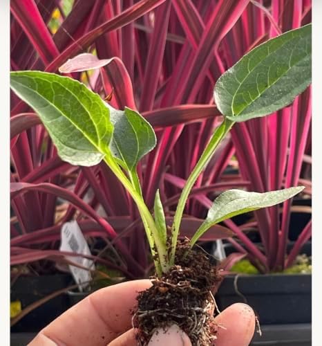 Cantaloupe Supreme Coneflower Live Plant – Echinacea purpurea – Peach-Orange Flowering Native Perennial – Pollinator Friendly – 2.5 Inch Pot - Image 4