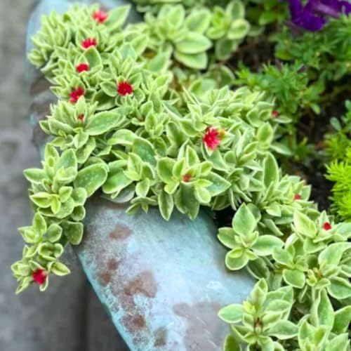 2 Variegated Baby Sun Rose Live Plants, Hardy Ground Cover, 2 Inch Pot - Image 3