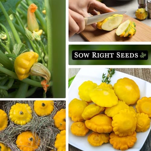 Sow Right Seeds - Yellow Scallop Summer Squash Seed for Planting Garden 2pk - Image 4