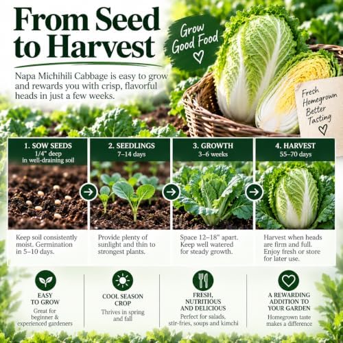 Napa Michihili Cabbage Seeds (Brassica oleracea VAR. capitata) – 1000+ Non-GMO & Heirloom Seeds, Chinese Heading Type, Crisp and Tender Leaves, by Isla’s Garden Seeds, Great Gardening Gift - Image 4