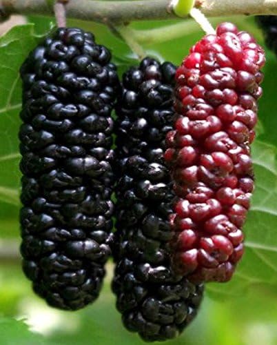 Illinois Everbearing Mulberry Tree 6-10" Tall, Sweet Fruit to Enjoy Year After Year, Fruit Bearing Potted Plant by Unknown
