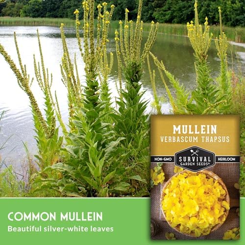 Mullein Seeds for Planting, Verbascum Thapsus - 2 Packs - Image 3