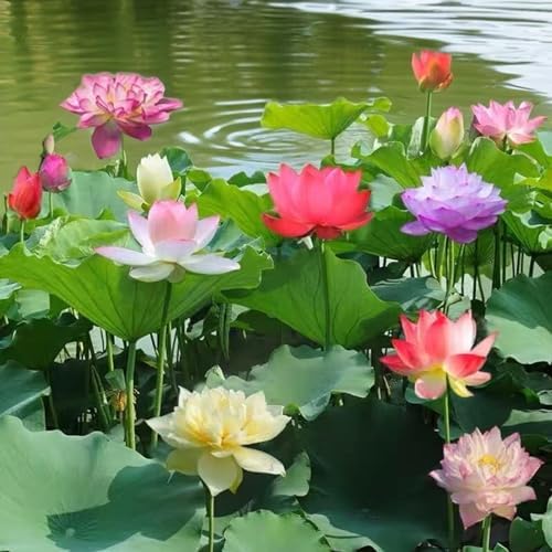 10pcs Bowl Lotus Seeds for Planting - Bonsai Lotus Seeds, Water Lily Flower, Aquatic Plants, Ideal for Ponds, Non-GMO Home Garden Plant Seeds, Flowering Aquatic Bonsai - Image 6