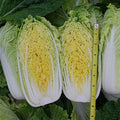 Kitazawa Seed Co Chinese Cabbage Seeds Mini Napa #2 Hybrid 1 Oz ~8600 Seeds by KitazawaSeedCompany