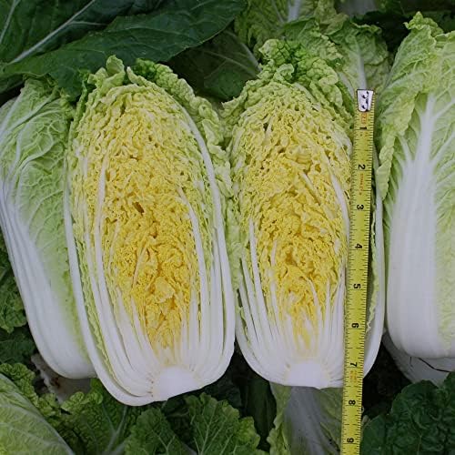 Kitazawa Seed Co Chinese Cabbage Seeds Mini Napa #2 Hybrid 1 Oz ~8600 Seeds by KitazawaSeedCompany