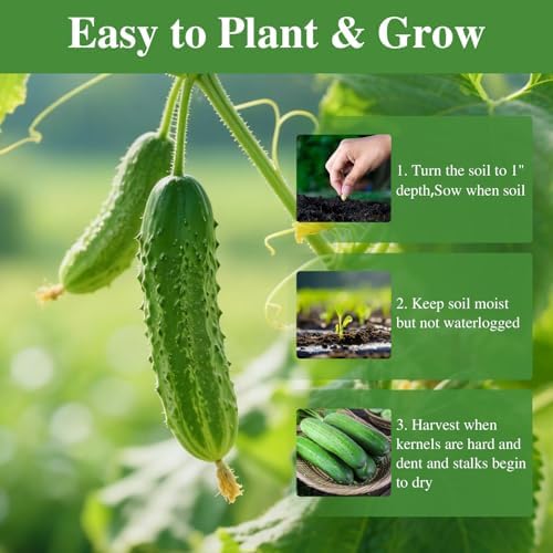 Groundio Cucumber Seeds - 50 Heirloom Non-GMO Seeds for Planting Outdoors in Trellises, Raised Beds, Space Gardens - Pickling and Slicing Straight Eight Cucumbers - Image 3