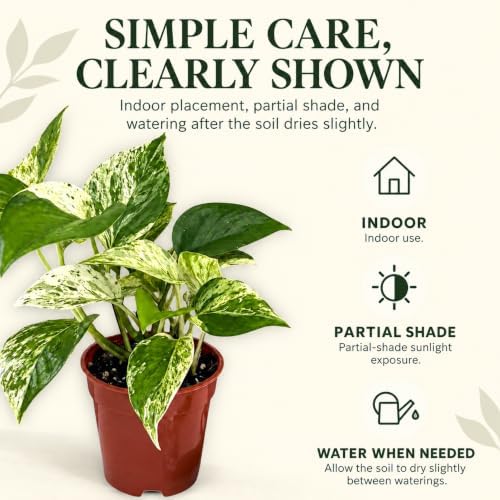 Marble Queen Pothos Live Plant - 4 Inch Creamy Variegated Vine - Image 4