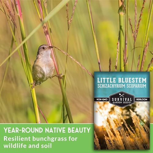 Little Bluestem Grass Seeds (3 Pack) – Survival Garden Seeds - Image 3