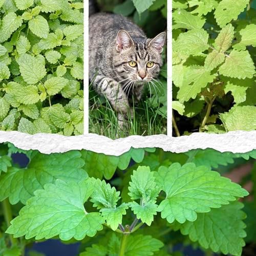 Seed Needs Catnip Seeds to Plant an Herb Garden - 1 Pack - Image 2