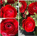 10pcs Red Ranunculus Bulbs Fall Planting for Spring Blooms Easily Grown Flower Bulbs by Unknown