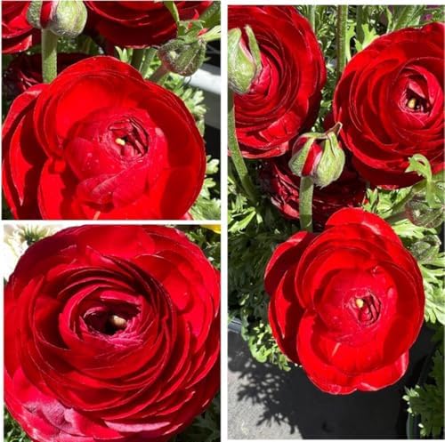 10pcs Red Ranunculus Bulbs Fall Planting for Spring Blooms Easily Grown Flower Bulbs by Unknown