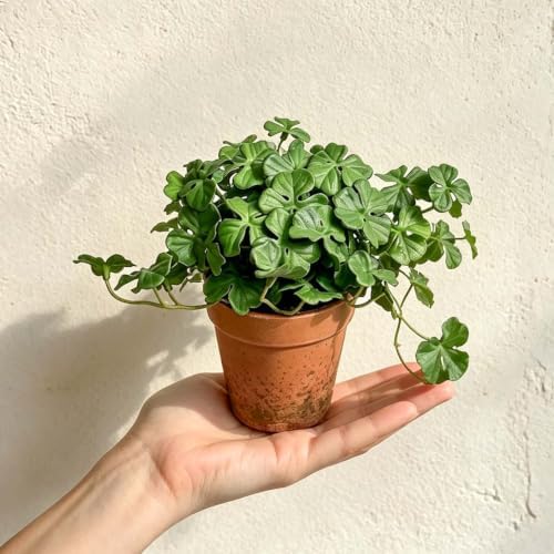 Artificial Shamrock Potted Plants, Set of 2 Indoor Faux Clover Decor - Image 6