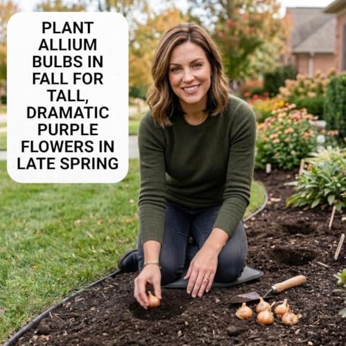 10 Dark Purple Allium Bulbs Blooming Onion Flowering Perennial Garden Flower - Image 5