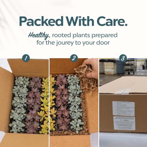 Mountain Crest Gardens Live Succulent Plant Bulk Assortment | 100 Mini Potted Succulents in 2 Inch Pots | Assorted Live Plants for Wedding Favors, DIY Crafts, Gifts, Centerpieces and Home Decor - Image 3
