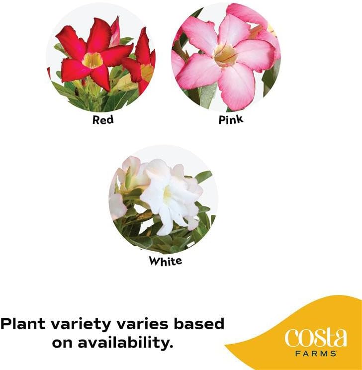 Costa Farms Succulents, Live Indoor Plant, Easy Care, Home Decor - Image 2