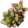 Anacampseros Telephiastrum f. Variegatum - Colorful 2 inch Succulents - Live Mini Succulent Plants Fully Rooted, Easy Care Indoor and Outdoor, Home and Garden Decor, Wedding Party Favor by SucculentsBox
