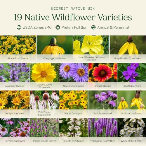 Eden Brothers Native Midwest Wildflower Seed Mix, 1oz, 19 Prairie Wild Flower Seed Varieties, 100% Pure Seed No Fillers,Bulk Wildflower Seeds for Planting Outdoors,Attracts Pollinators & Hummingbirds - Image 3