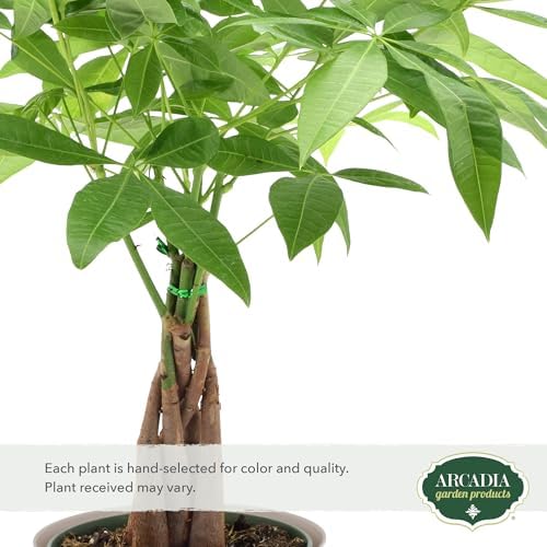 LV64 Live Braided 6-inch Money Tree Pachira Aquatica Indoor Houseplant in Arcadia Garden Product's Branded Plastic Pot, Tropical Plant Collector Gift for Home and Garden Decor, Tan - Image 2