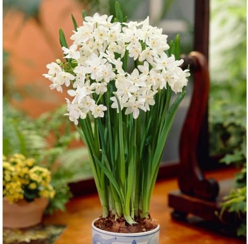10 'Ziva' Paperwhites Flower Bulbs 14/15cm Bulbs by WillardMay