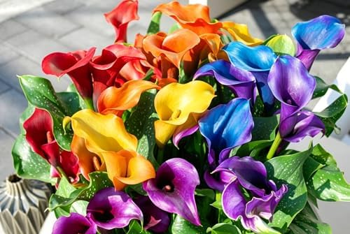 Mix Calla Lily Seeds for Planting - 200+ Non-GMO Heirloom Seeds, Elegant Trumpet Flowers, Long-Lasting Cut Flower for Home Garden, Patio Container, Indoor Bonsai by WivolibeSeeds