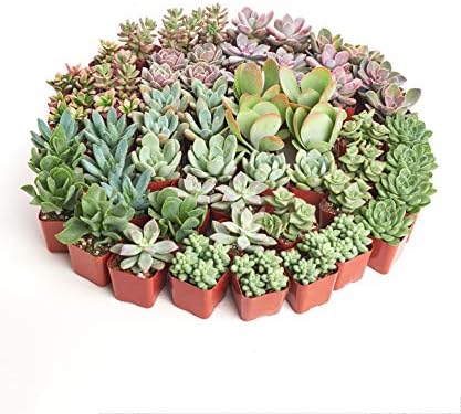 Shop Succulents Assorted Succulent Plant Pack Collection - Live Mini Succulent Plants, Low Maintenance, Mixture of Colors & Textures - Wedding and Party Favors, Gift & Garden, Pack of 100 by ShopSucculents