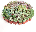 Shop Succulents Assorted Succulent Plant Pack Collection - Live Mini Succulent Plants, Low Maintenance, Mixture of Colors & Textures - Wedding and Party Favors, Gift & Garden, Pack of 100 by ShopSucculents