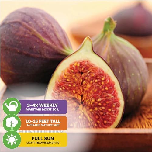 Magnolia Brunswick Fig Tree (2-Pack) Live Plants by Wellspring Garden - Image 4