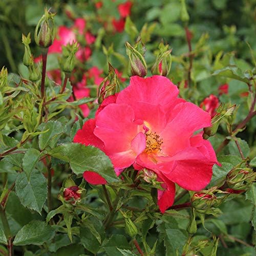 Heirloom Shrub Roses, Live Own Root Plant, Yabba Dabba Doo - Image 4