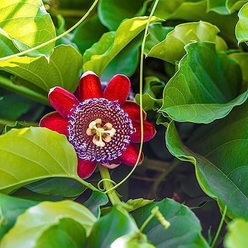 Passion Fruit Giant Granadilla (4 Pack) Live for Sale | Easy to Grow Plants | Edible Fruit Plant for Sustainable Living | Grow Your own Food on Your Edible Organic Garden| Live for Planting| - Image 2