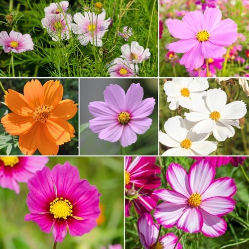 Groundio Cosmos Seeds, 7 Varieties Mix, Over 5000+ (1 OZ) Flower Seeds - Image 2