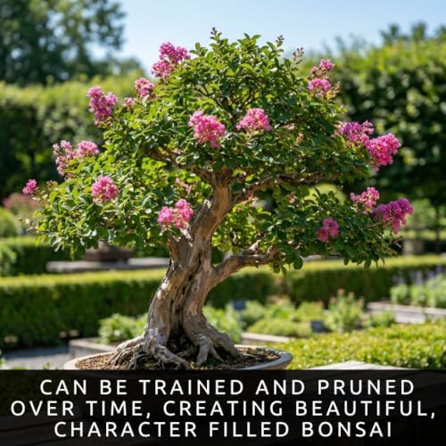 50 Crape Myrtle Bonsai Tree Seeds | Lagerstroemia Seeds for Planting - Image 5