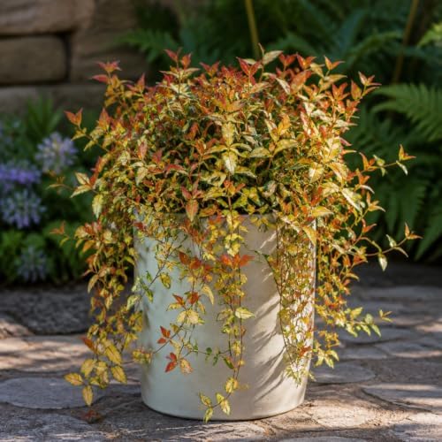 Jasmine Summer Sunset | 10 Live Quart Size Plants | Trachelospermum Asiaticum | Colorful Ground Cover | Ornamental Foliage Plants - Image 4