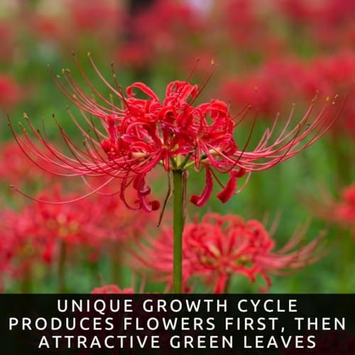 3 Heirloom Red Spider Lily (Lycoris Radiata) Bulbs, Fall Blooming Perennial - Image 6