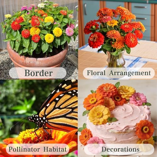 Zinnia Elegans Seeds for Planting Outdoor, 1000 Annual Gardens Flower Seeds - Image 4