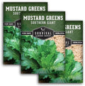 Southern Giant Mustard Green Seeds for Planting - 3 Packs by SurvivalGardenSeeds