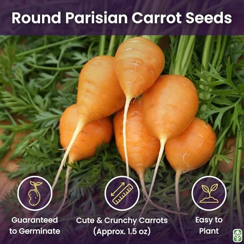 Round Baby Parisian Carrots Seeds, 900 Seeds - Image 2
